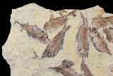 11.2" Fossil Fish (Gosiutichthys) Mortality Plate - Lake Gosiute - #130009-2